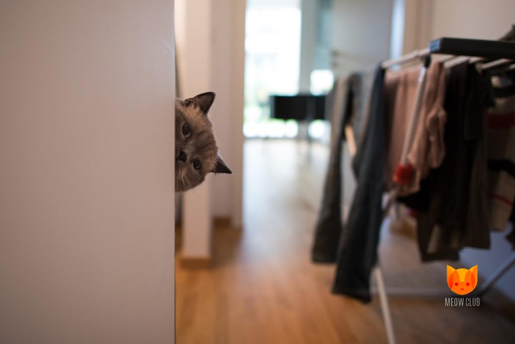 Кастрация/стерилизация кошек: плюсы и минусы операции